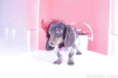 成約済の愛知県のミニチュアダックスフンド(ロングヘアード)-348849の3枚目