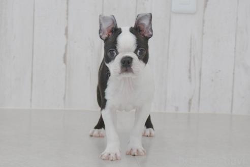 成約済の京都府のボストンテリア-364495の9枚目