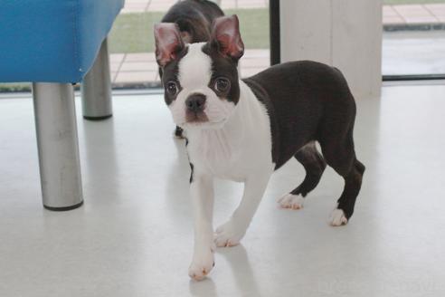 成約済の京都府のボストンテリア-364495の8枚目