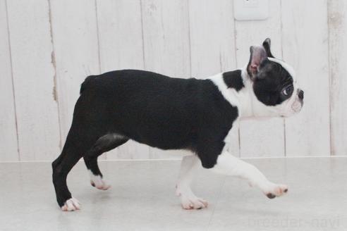 成約済の京都府のボストンテリア-364495の7枚目