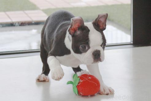 成約済の京都府のボストンテリア-364495の6枚目