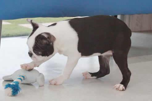 成約済の京都府のボストンテリア-364495の4枚目