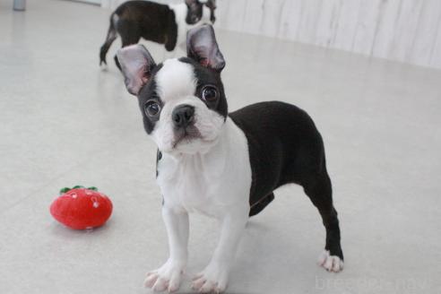 成約済の京都府のボストンテリア-364495の3枚目