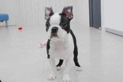 成約済の京都府のボストンテリア-364495の2枚目