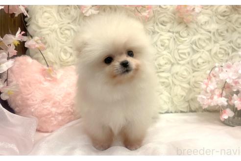 成約済の愛知県のポメラニアン-374437の5枚目