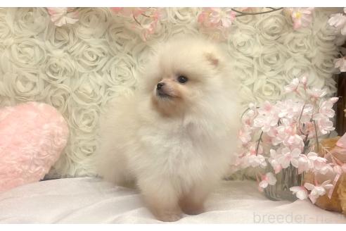 成約済の愛知県のポメラニアン-374437の4枚目