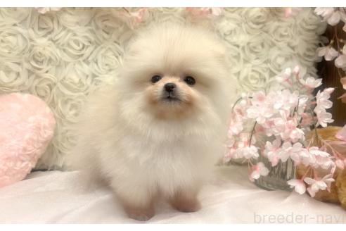 成約済の愛知県のポメラニアン-374437の3枚目