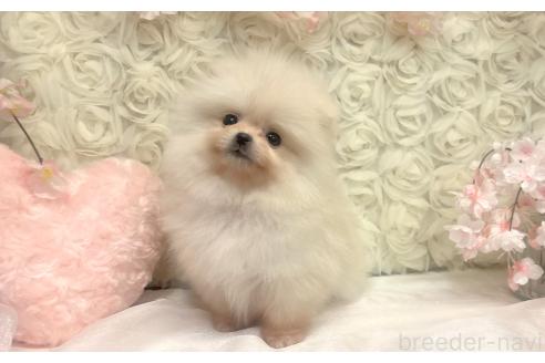 成約済の愛知県のポメラニアン-374437の2枚目