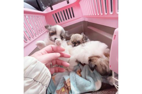 成約済の香川県のチワワ(ロングコート)-370259の3枚目