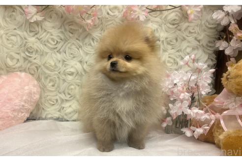 成約済の愛知県のポメラニアン-374438の8枚目