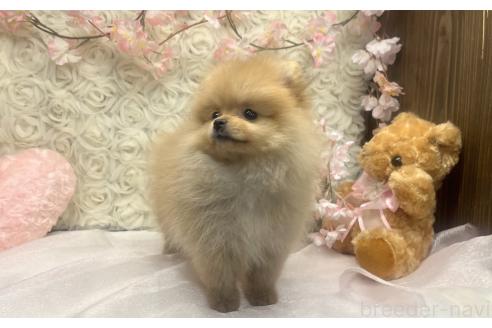成約済の愛知県のポメラニアン-374438の7枚目