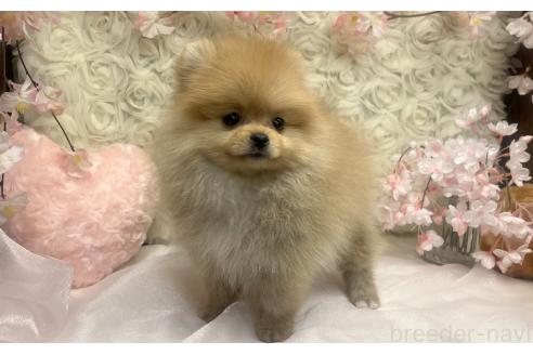 成約済の愛知県のポメラニアン-374438の6枚目