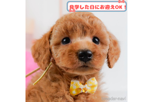 成約済ののトイプードル-373811