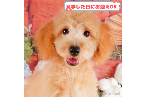 成約済の神奈川県のトイプードル-373806の12枚目