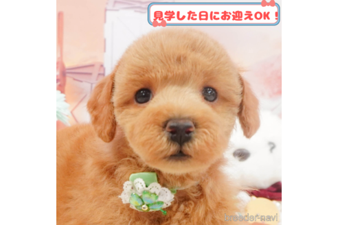 成約済ののトイプードル-373790
