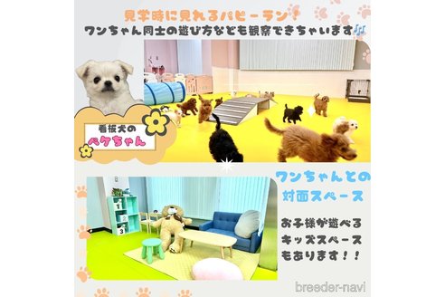 成約済の神奈川県のトイプードル-373790の8枚目