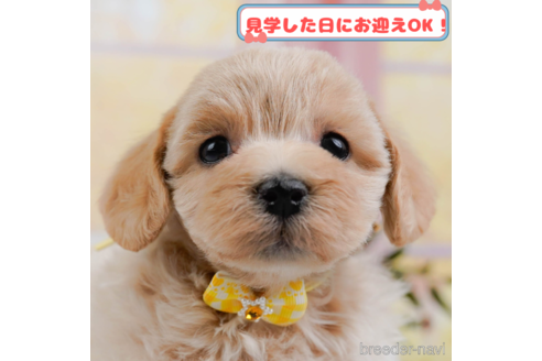 成約済ののマルプー:マルチーズ×トイプードル-373787