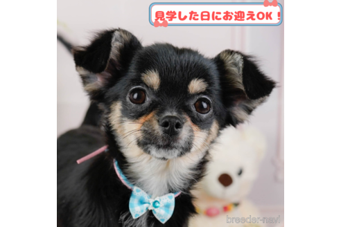成約済の神奈川県のチワワ(ロングコート)-373770の1枚目