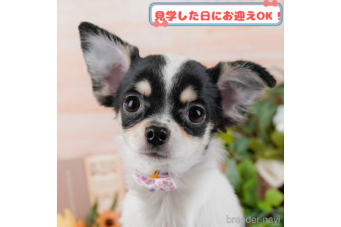成約済ののチワワ(ロングコート)-373766