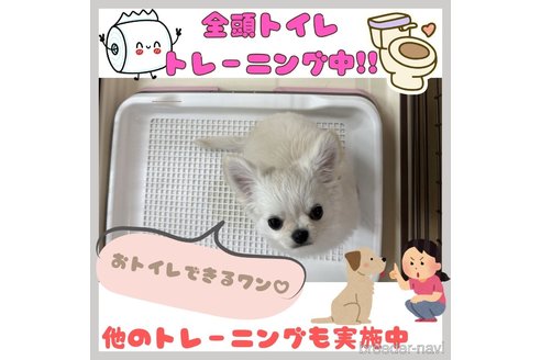 成約済の神奈川県のチワワ(ロングコート)-373766の8枚目