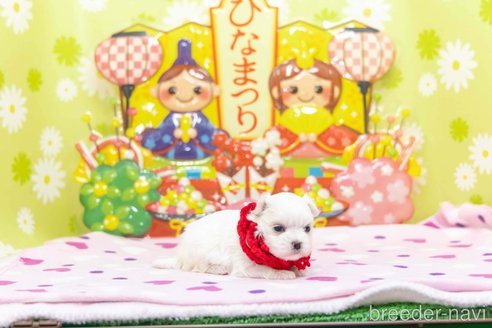 成約済の大分県のマルチーズ-374426の3枚目