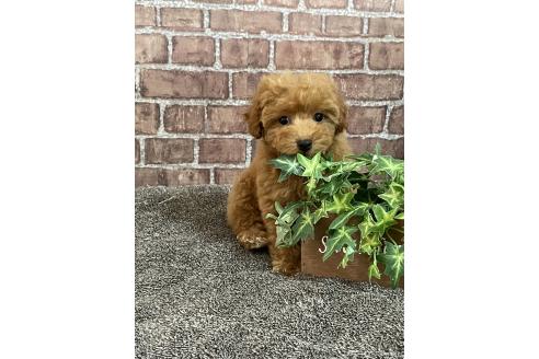 販売中の広島県のトイプードル-374273の10枚目