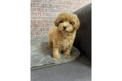 販売中の広島県のトイプードル-374273の6枚目