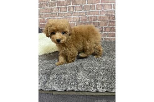 販売中の広島県のトイプードル-374273の5枚目
