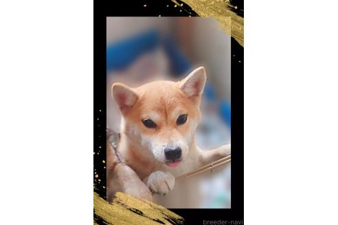 販売中の栃木県の柴犬-353918の6枚目
