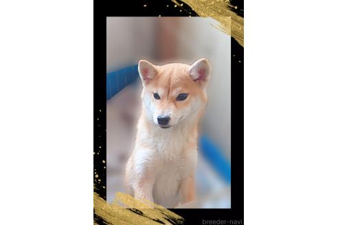 販売中の栃木県の柴犬-353918の5枚目