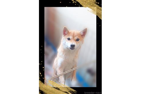 販売中の栃木県の柴犬-353918の4枚目