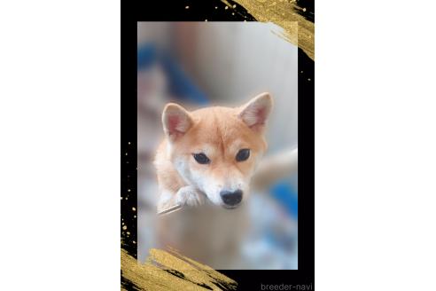 販売中の栃木県の柴犬-353918の3枚目