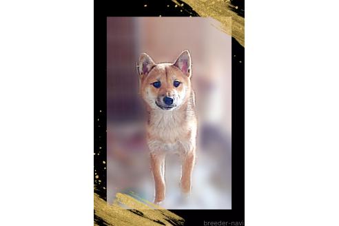 成約済の栃木県の柴犬-353915の1枚目