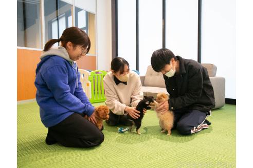 成約済の茨城県のチワプー:チワワ×トイプードル-372842の2枚目
