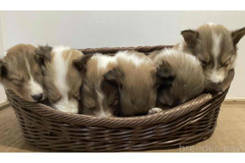 成約済の神奈川県のシェットランドシープドッグ(シェルティ)-374454の11枚目