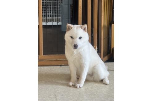 販売中の岡山県の豆柴-374476の3枚目