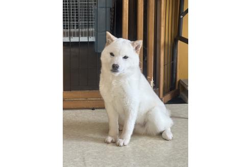 販売中の岡山県の豆柴-374476