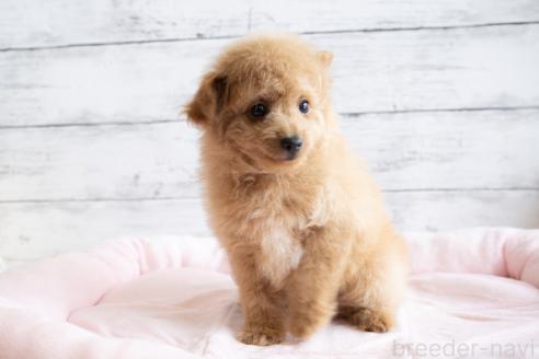 成約済の北海道のミックス犬-368844の3枚目