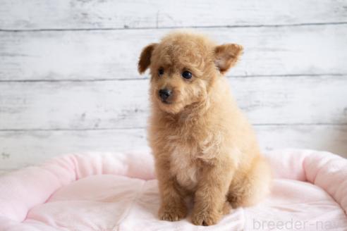 成約済の北海道のミックス犬-368844の2枚目