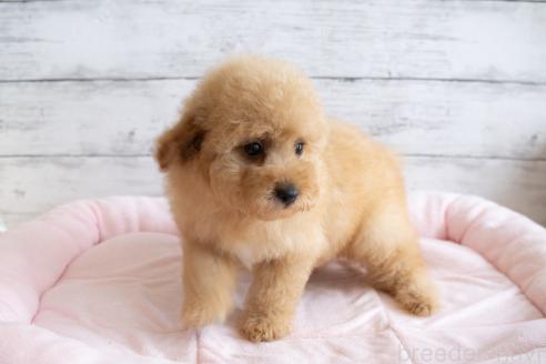 成約済の北海道のミックス犬-368846の4枚目