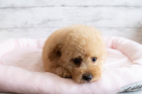 成約済の北海道のミックス犬-368846の3枚目