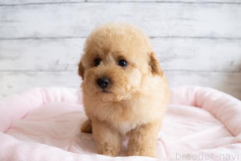 成約済の北海道のミックス犬-368846の2枚目