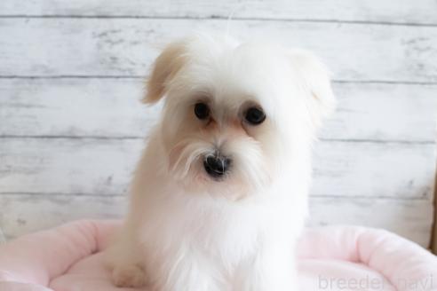 成約済の北海道のミックス犬-372927の3枚目