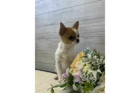 成約済の岡山県のチワワ(スムースコート)-374488の4枚目