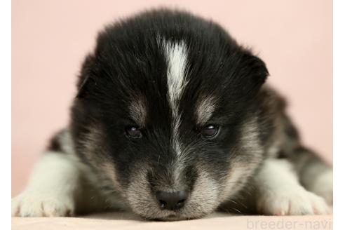 成約済の茨城県のミックス犬-374505の7枚目