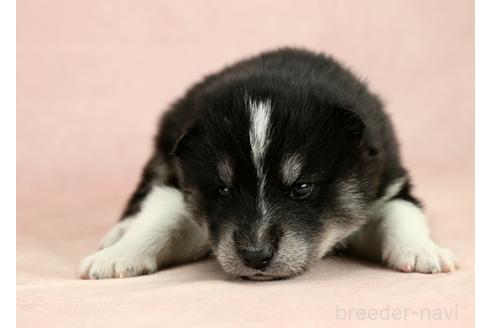 成約済の茨城県のミックス犬-374505の6枚目