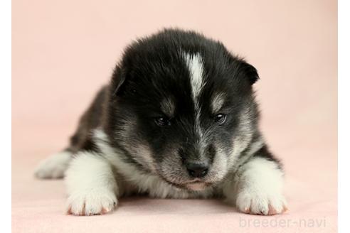 成約済の茨城県のミックス犬-374505の5枚目