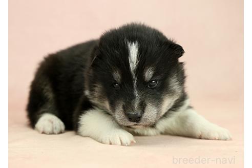 成約済の茨城県のミックス犬-374505の3枚目