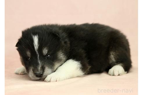 成約済の茨城県のミックス犬-374505の4枚目