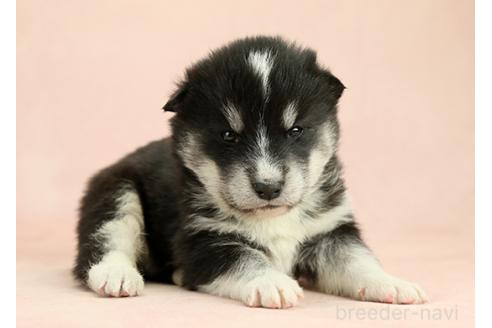成約済の茨城県のミックス犬-374508の5枚目